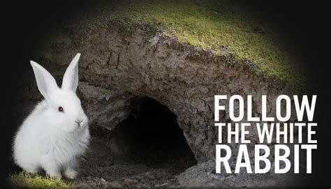 CLICK HERE TO FOLLOW THE WHITE RABBIT.